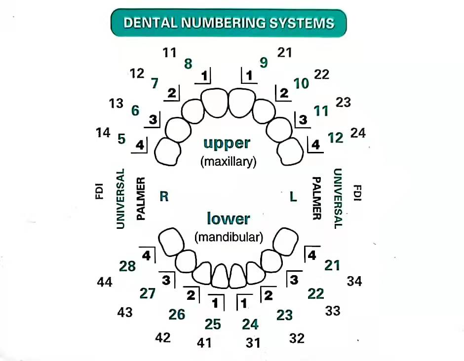 مجموعة قوالب قشرة الأسنان المك - مراجعة Teeth Whitening Moulds وسعره